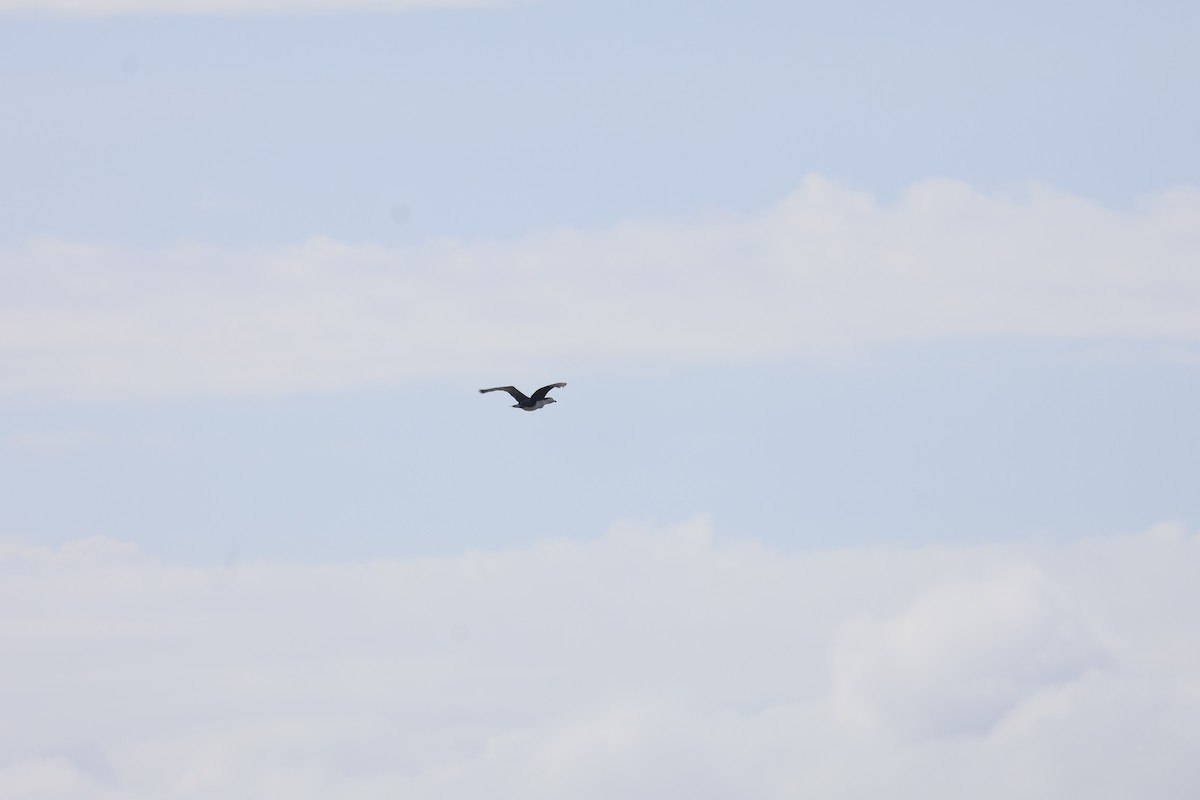 Cormoran varié - ML638828659