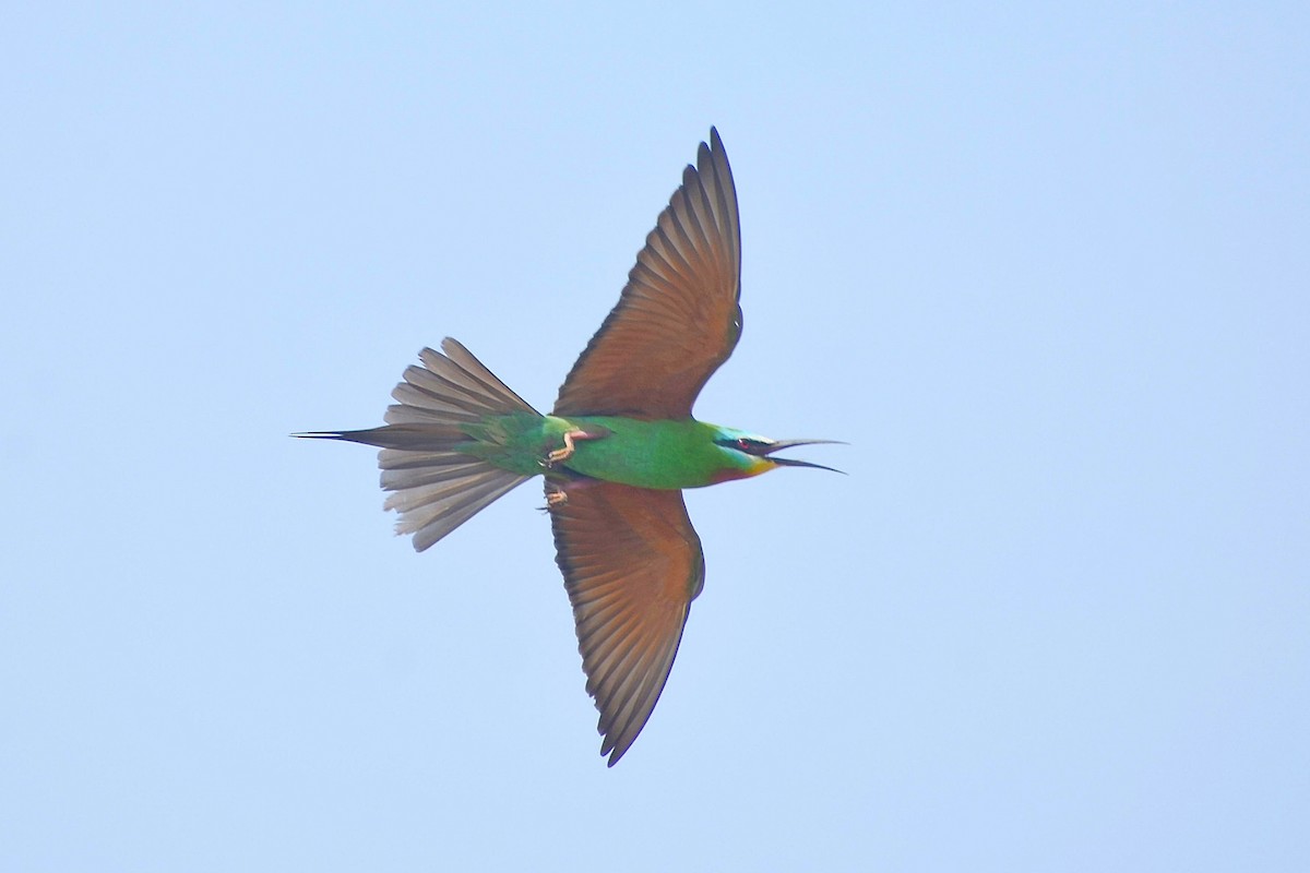 Blue-cheeked Bee-eater - ML638828670