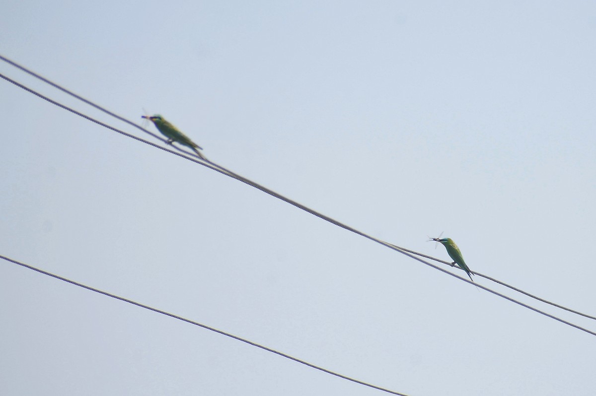 Blue-cheeked Bee-eater - ML638828672