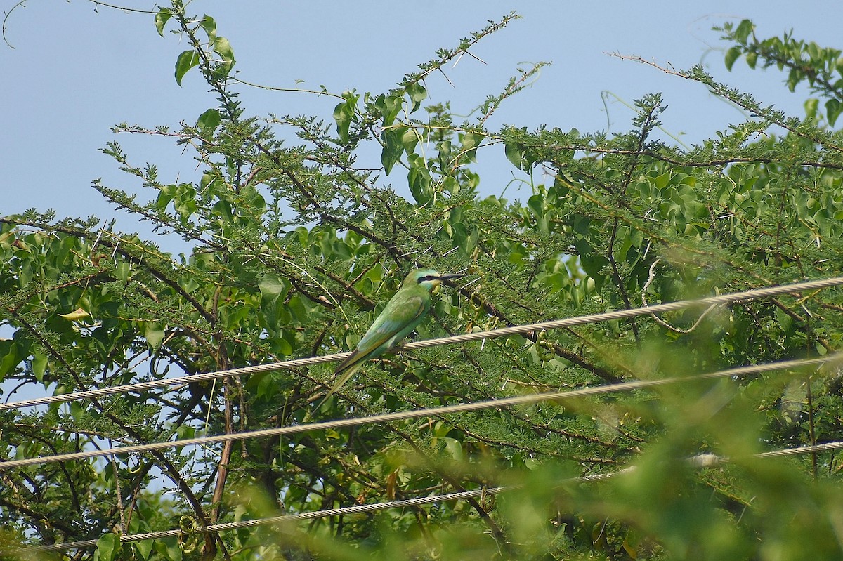 Blue-cheeked Bee-eater - ML638828673