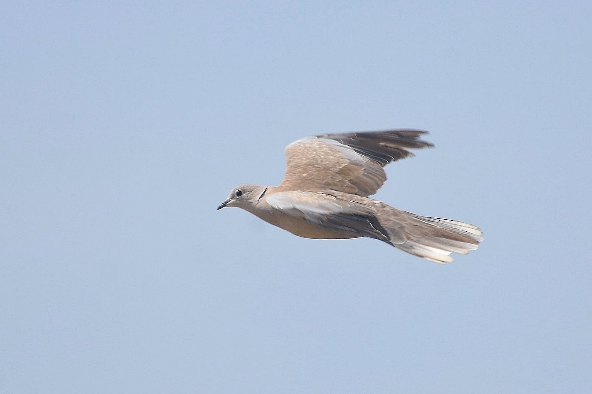 Eurasian Collared-Dove - ML638828678