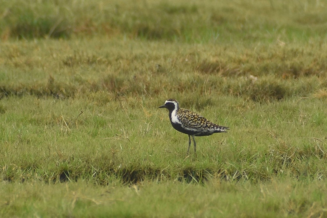 Pacific Golden-Plover - ML638828706