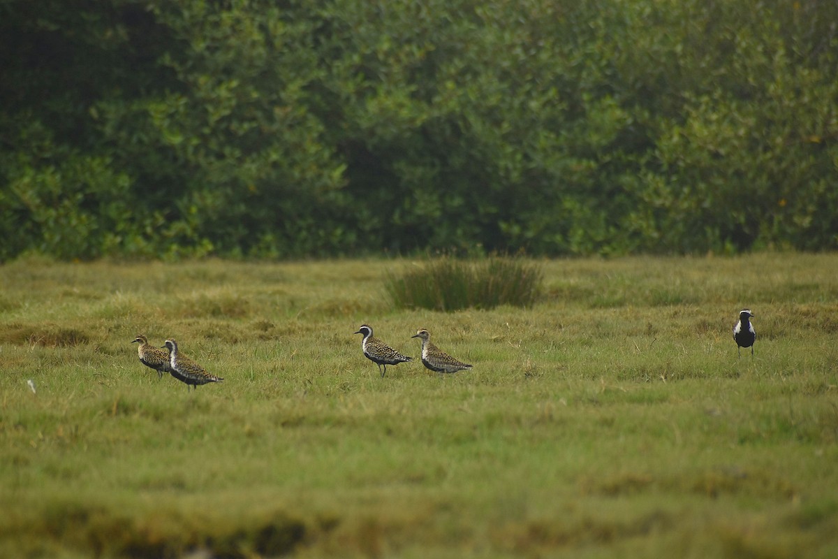 Pacific Golden-Plover - ML638828707
