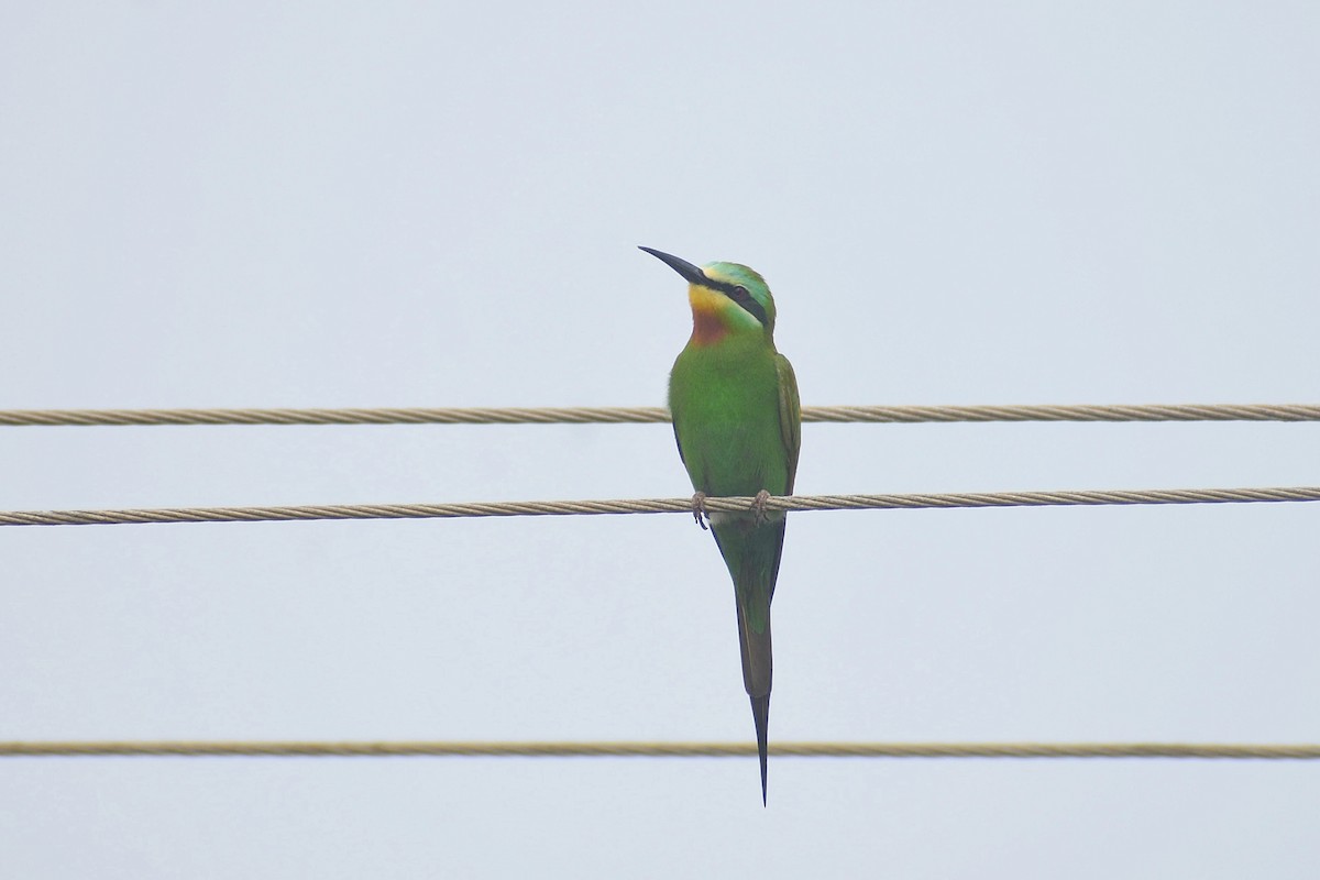 Blue-cheeked Bee-eater - ML638828712