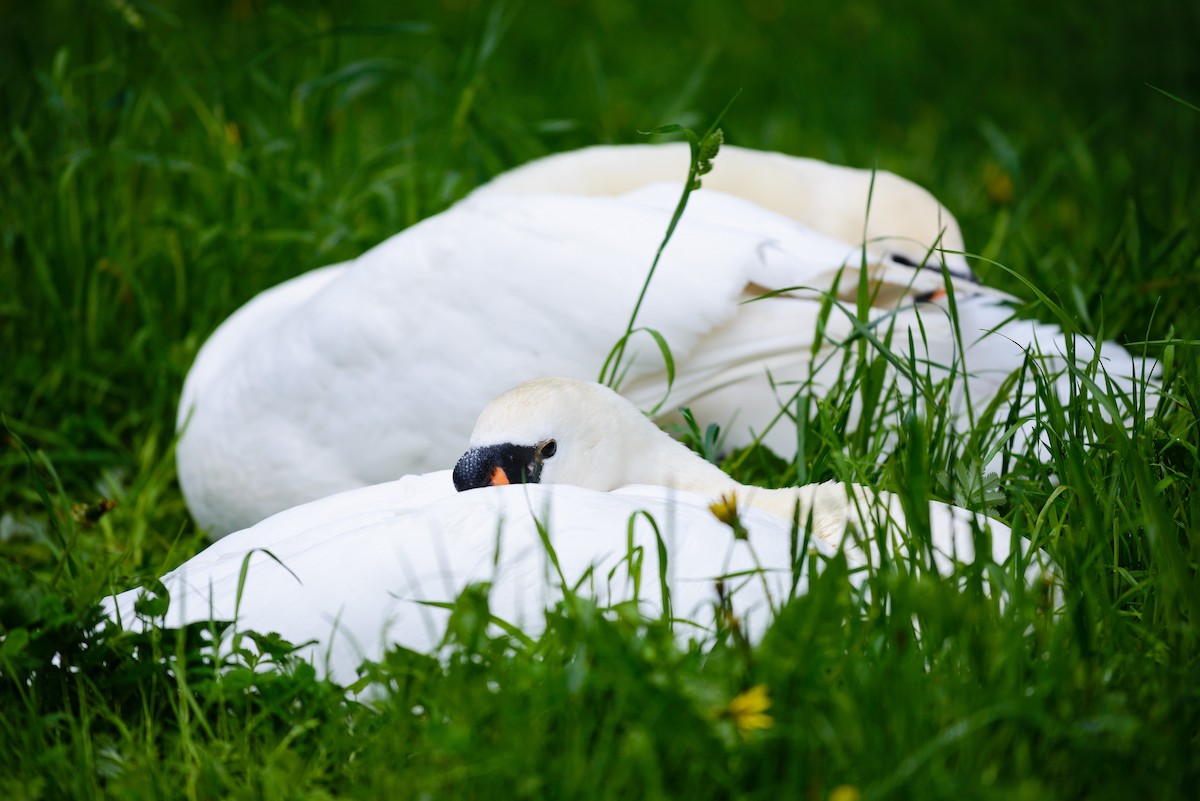 Mute Swan - ML638828727