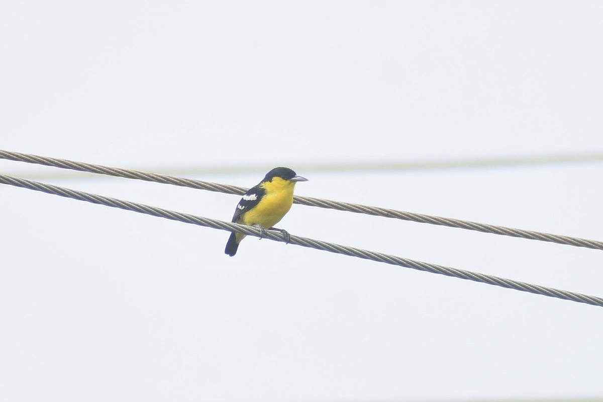 Common Iora - ML638828731