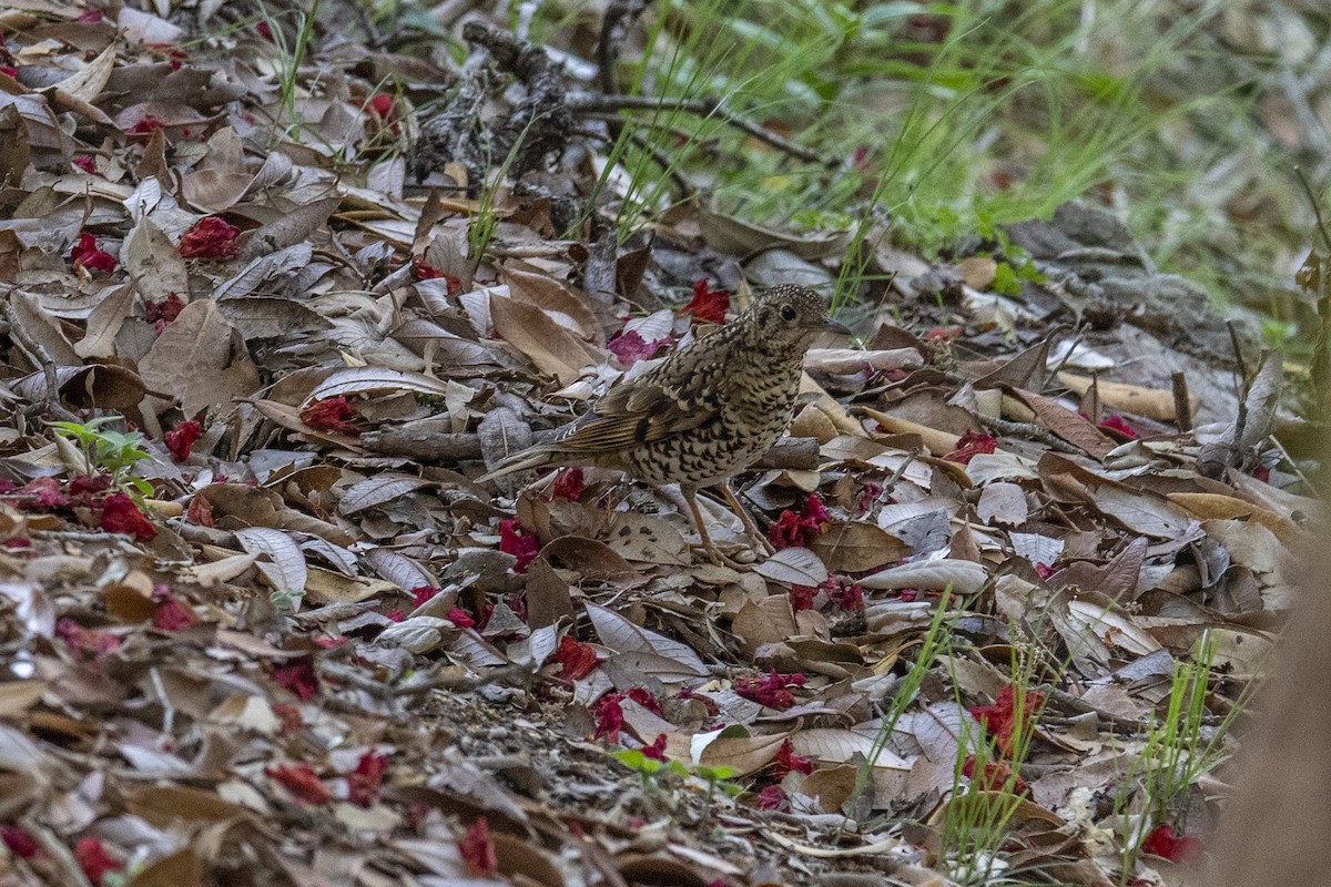 Scaly Thrush - ML638828754