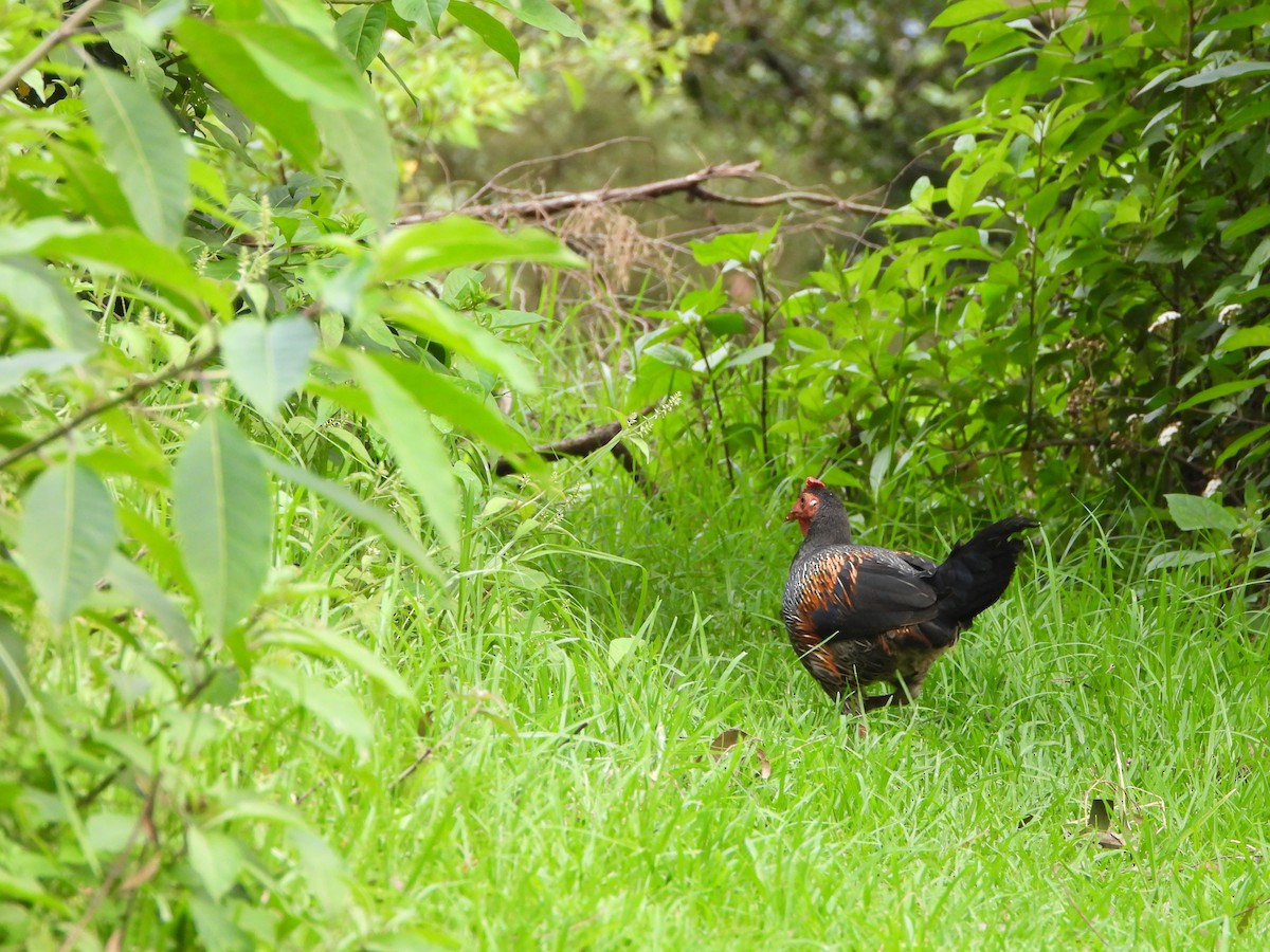 Gray Junglefowl - ML638828784
