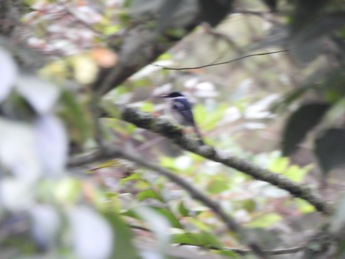 Bar-winged Flycatcher-shrike - ML638828803