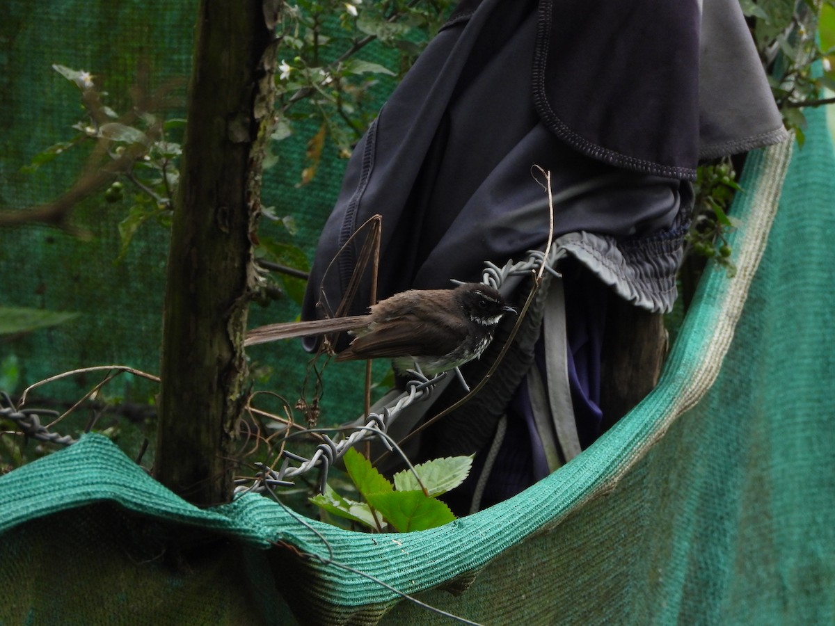 Spot-breasted Fantail - ML638828806
