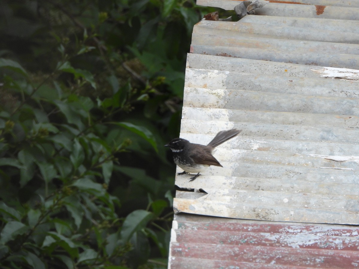 Spot-breasted Fantail - ML638828807