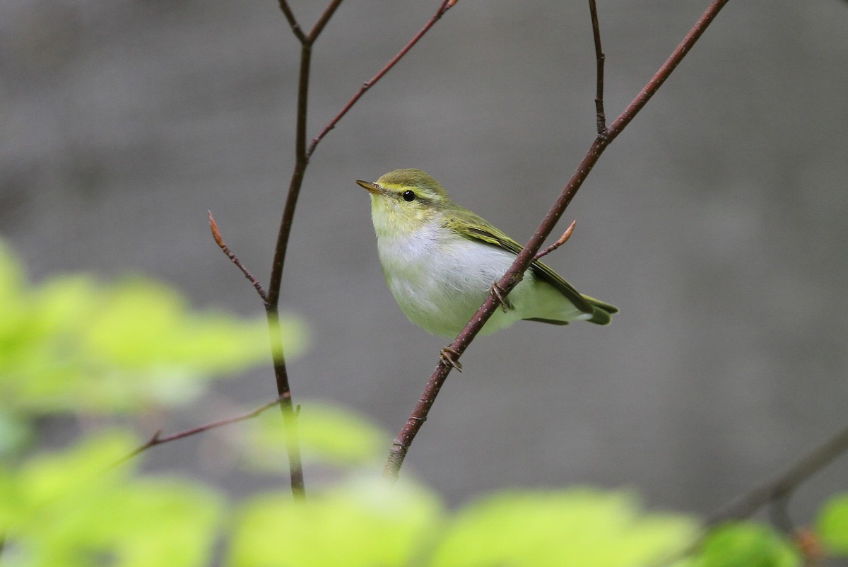 Wood Warbler - ML63882881