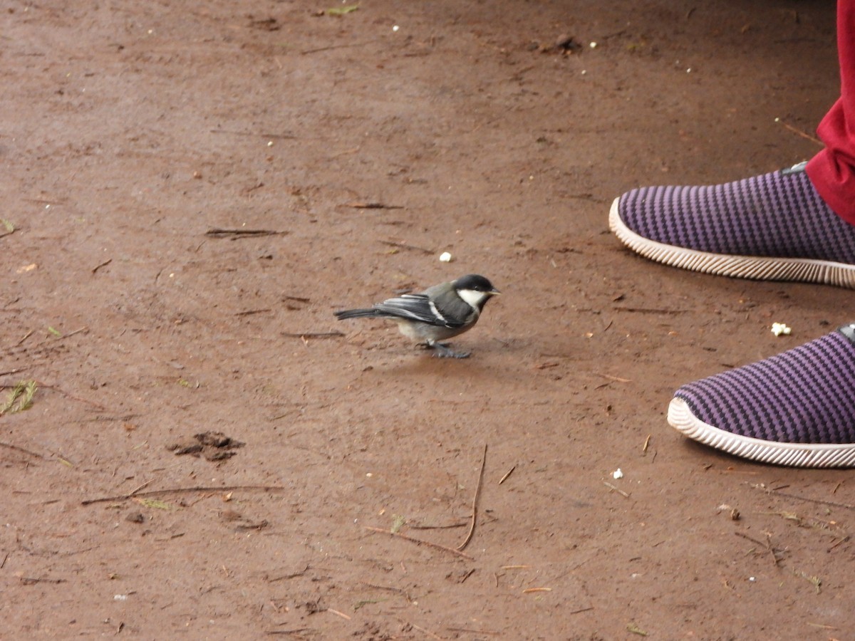 Asian Tit - ML638828815