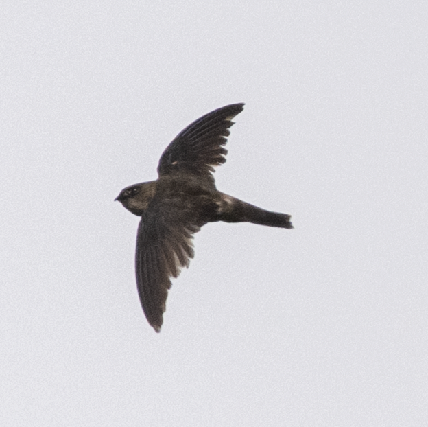 Philippine Swiftlet - ML638828816