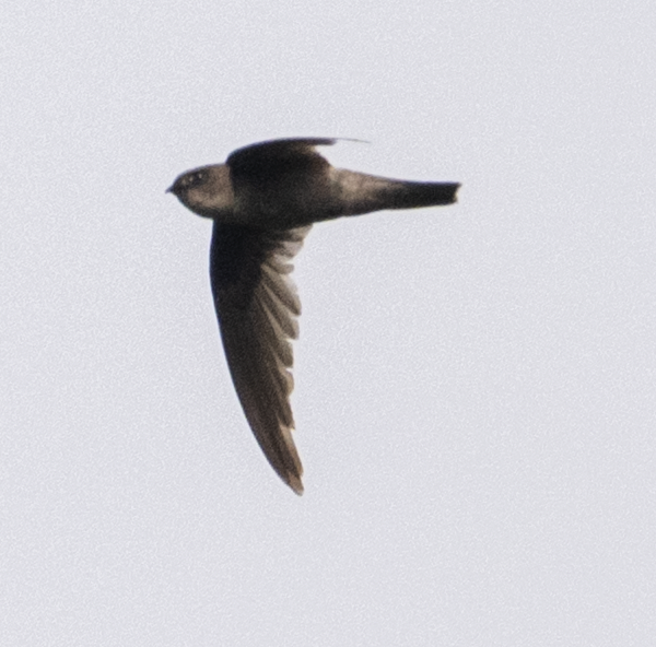 Philippine Swiftlet - ML638828817