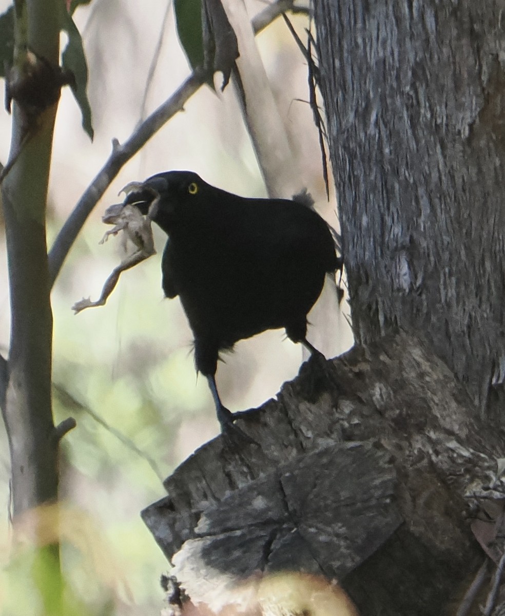 Pied Currawong - ML638828821