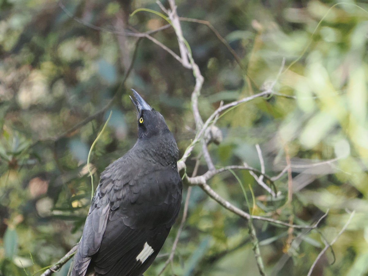 Pied Currawong - ML638828822
