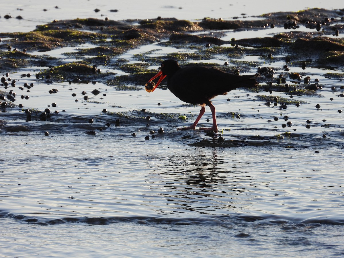 Sooty Oystercatcher - ML638828823