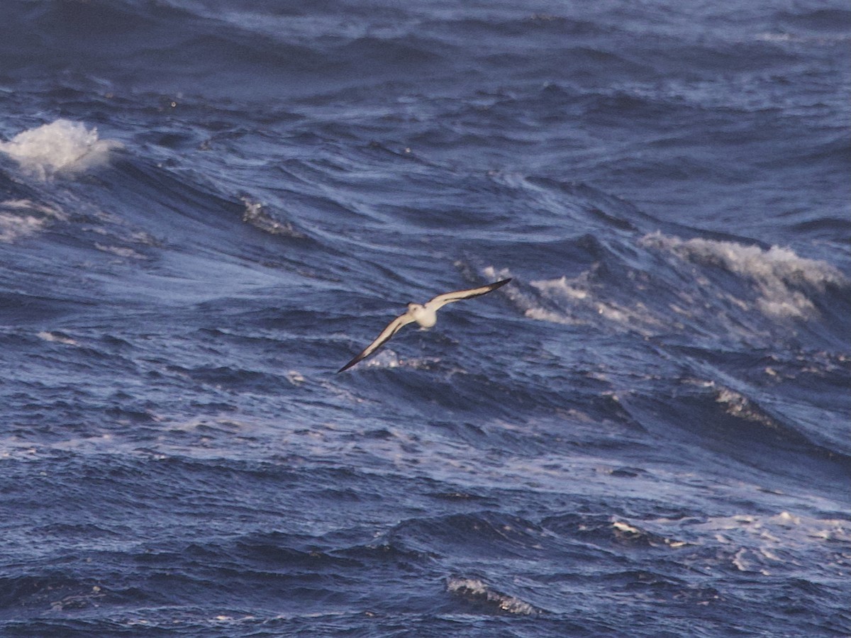 Hawaiian Petrel - ML638828824
