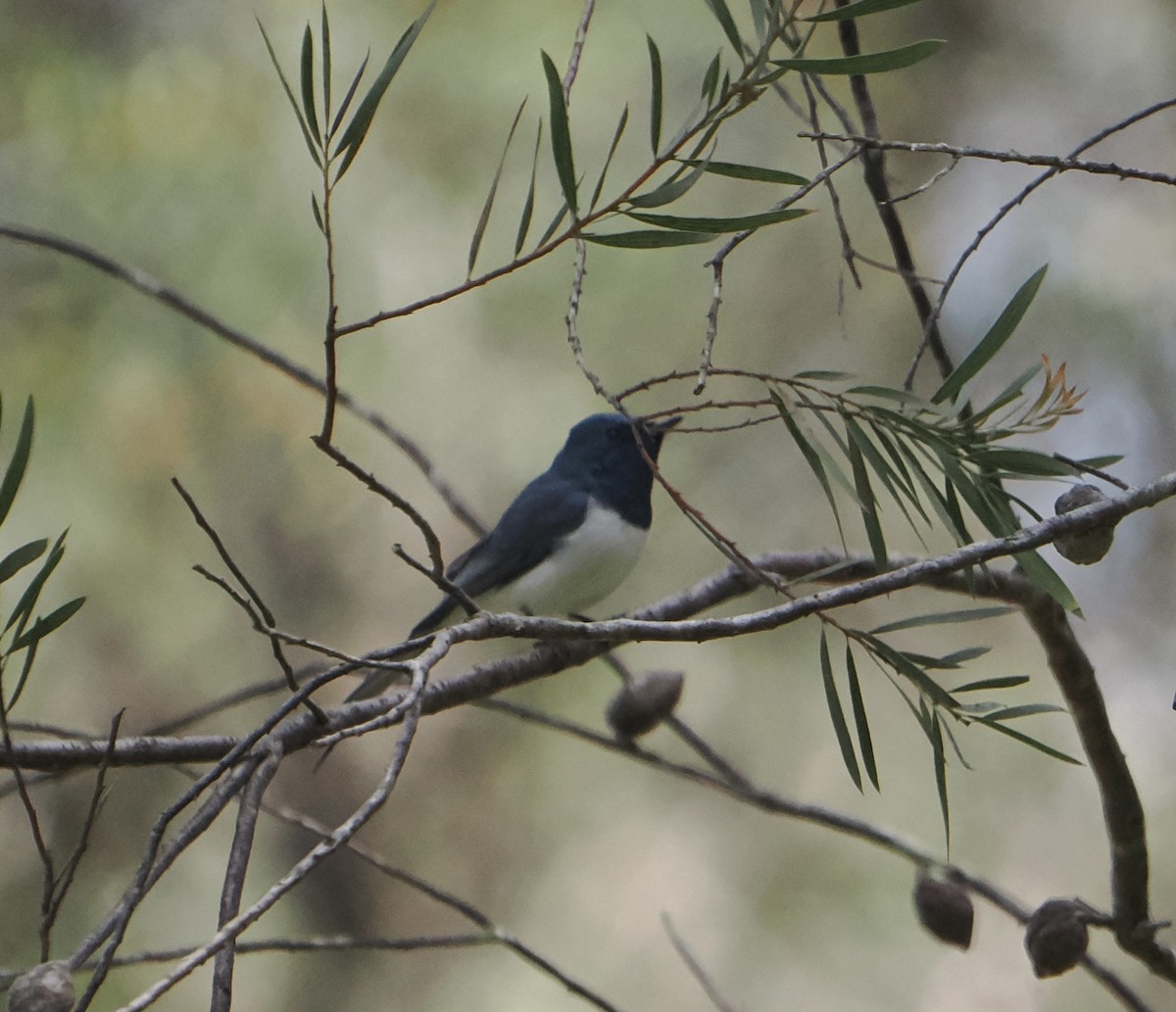 Leaden Flycatcher - ML638828826