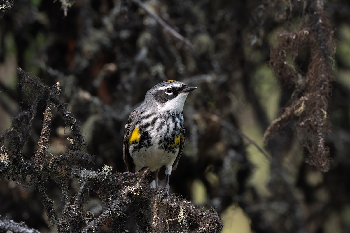 Yellow-rumped Warbler - ML638828828