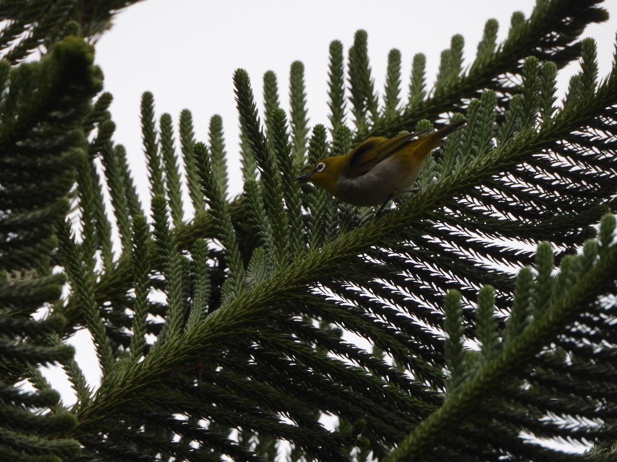 Indian White-eye - ML638828829
