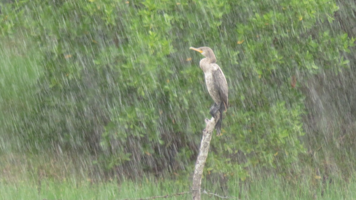 Neotropic Cormorant - ML638828830
