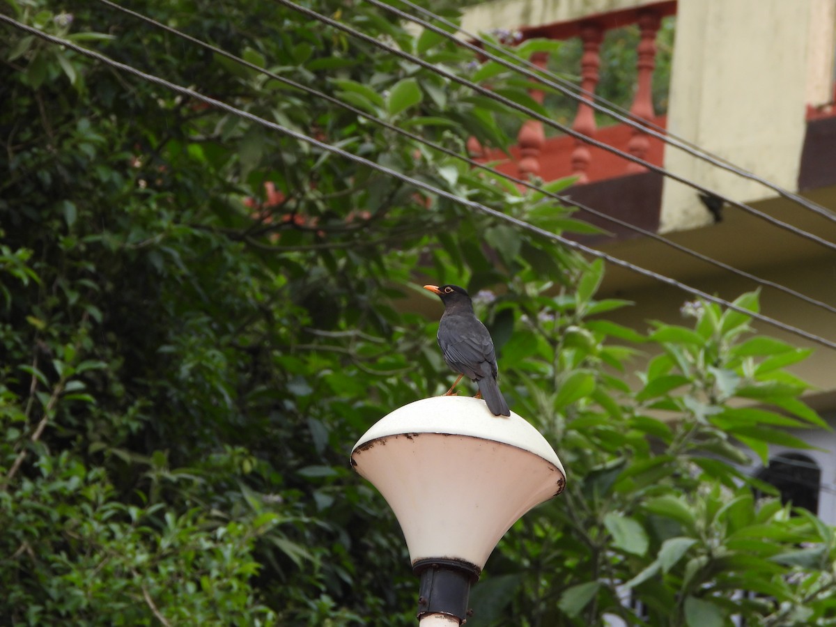 Indian Blackbird - ML638828832