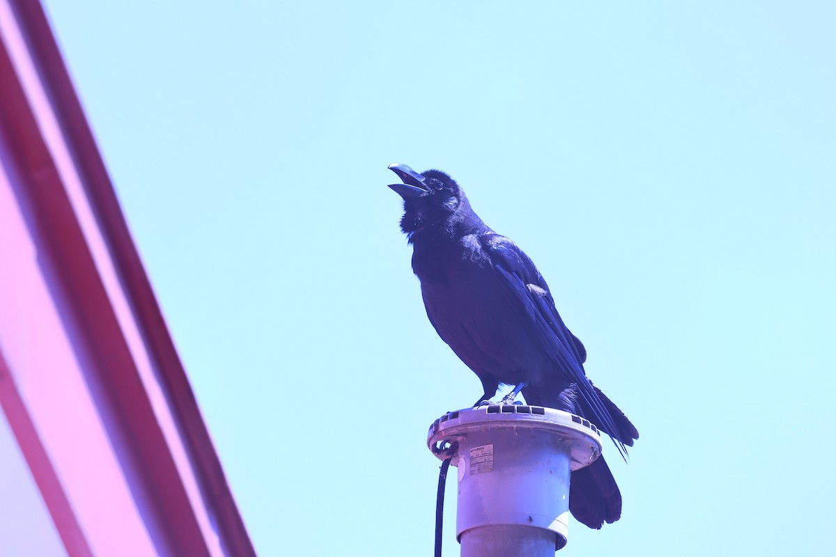 Large-billed Crow - ML638828833