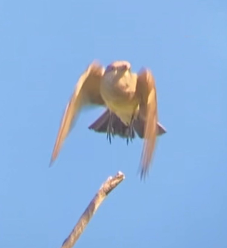 Western Kingbird - ML638828834