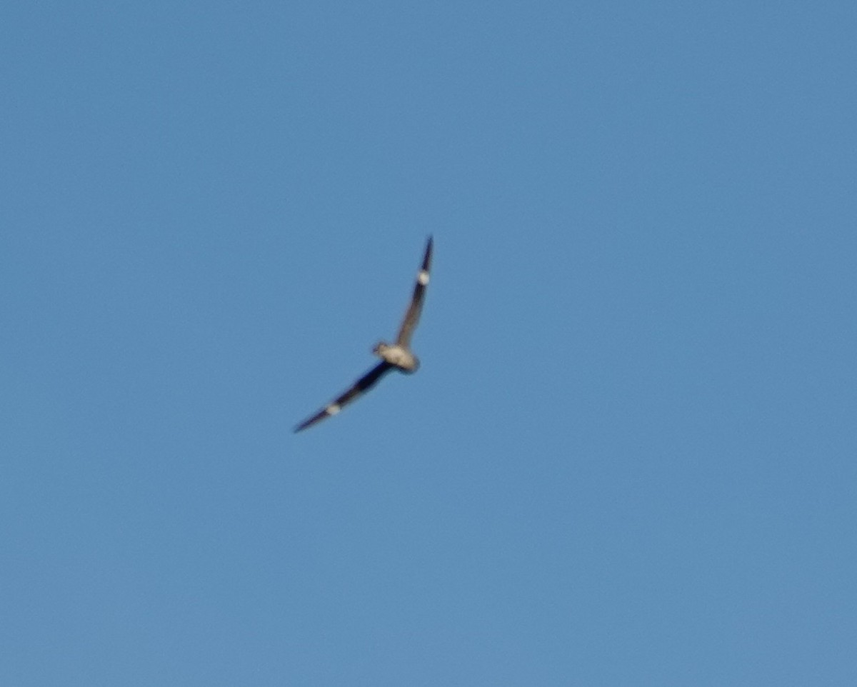 Common Nighthawk - ML638828840