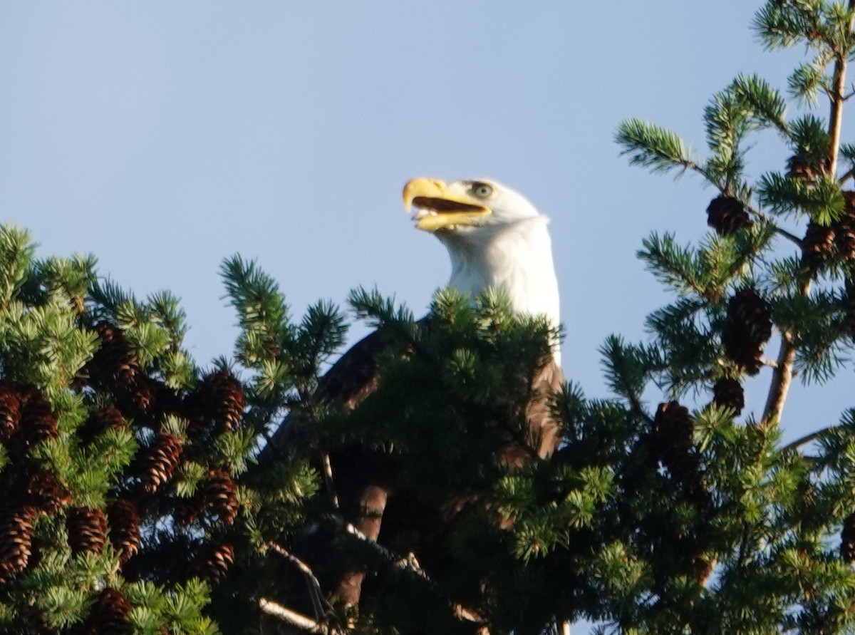 Bald Eagle - ML638828846