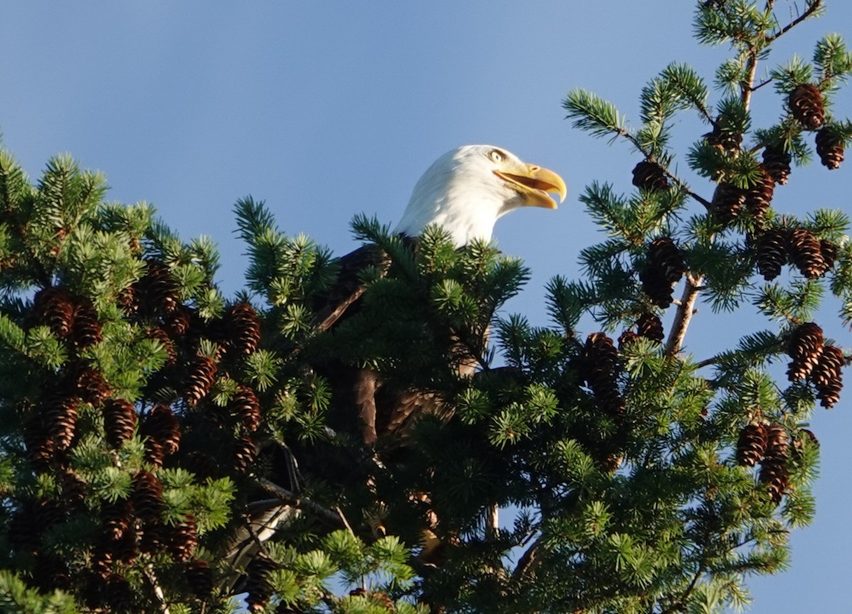 Bald Eagle - ML638828847
