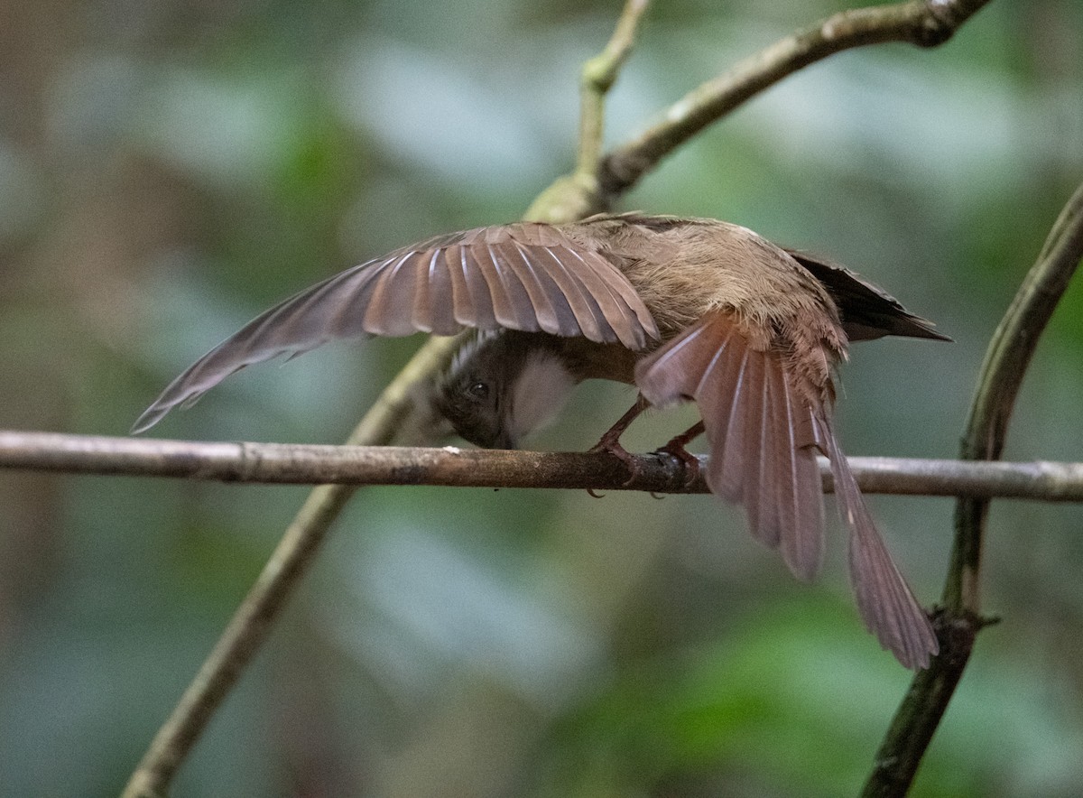 Penan Bulbul - ML638828851