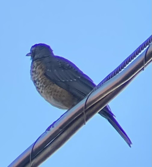 American Robin - ML638828911