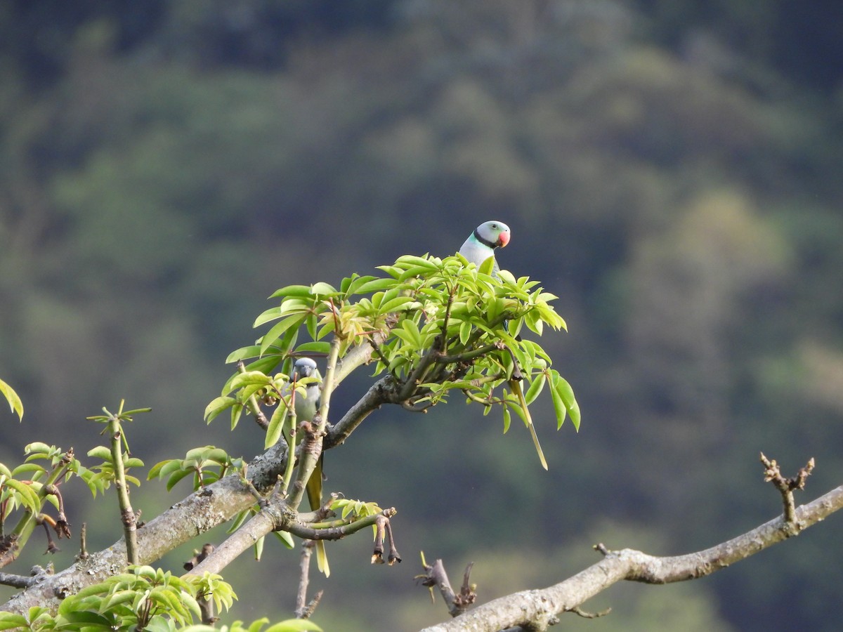 Malabar Parakeet - ML638828934