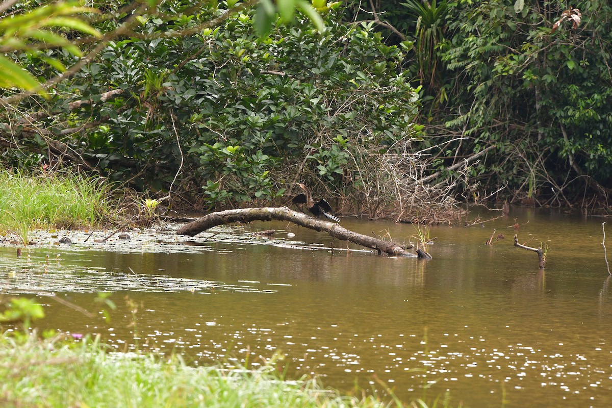 Anhinga - ML638828954