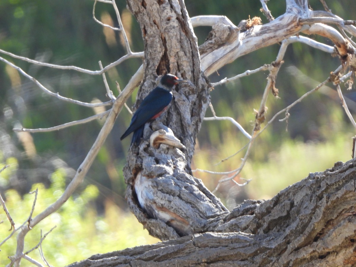 datel červenolící - ML638828971