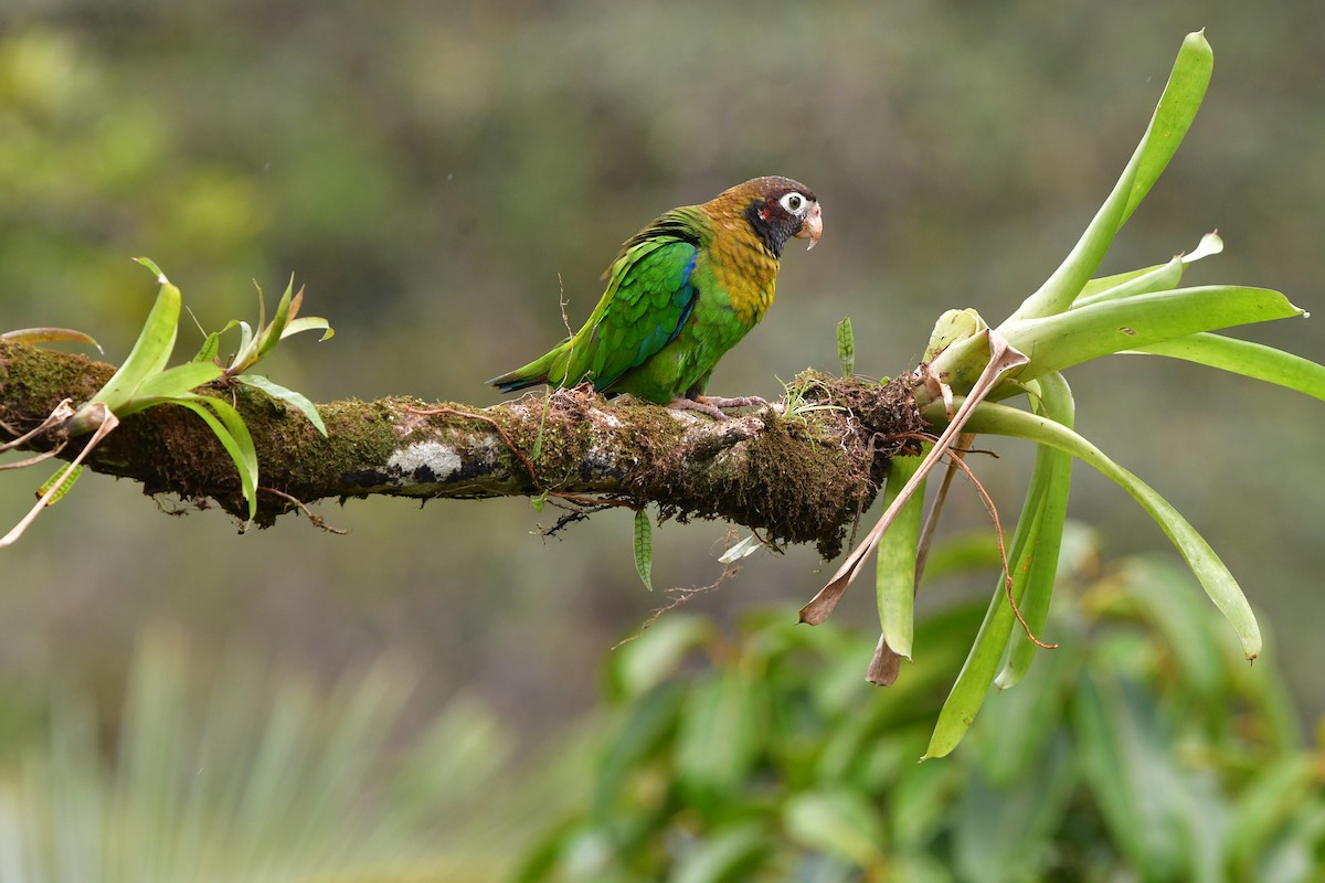 アカミミインコ - ML638828989