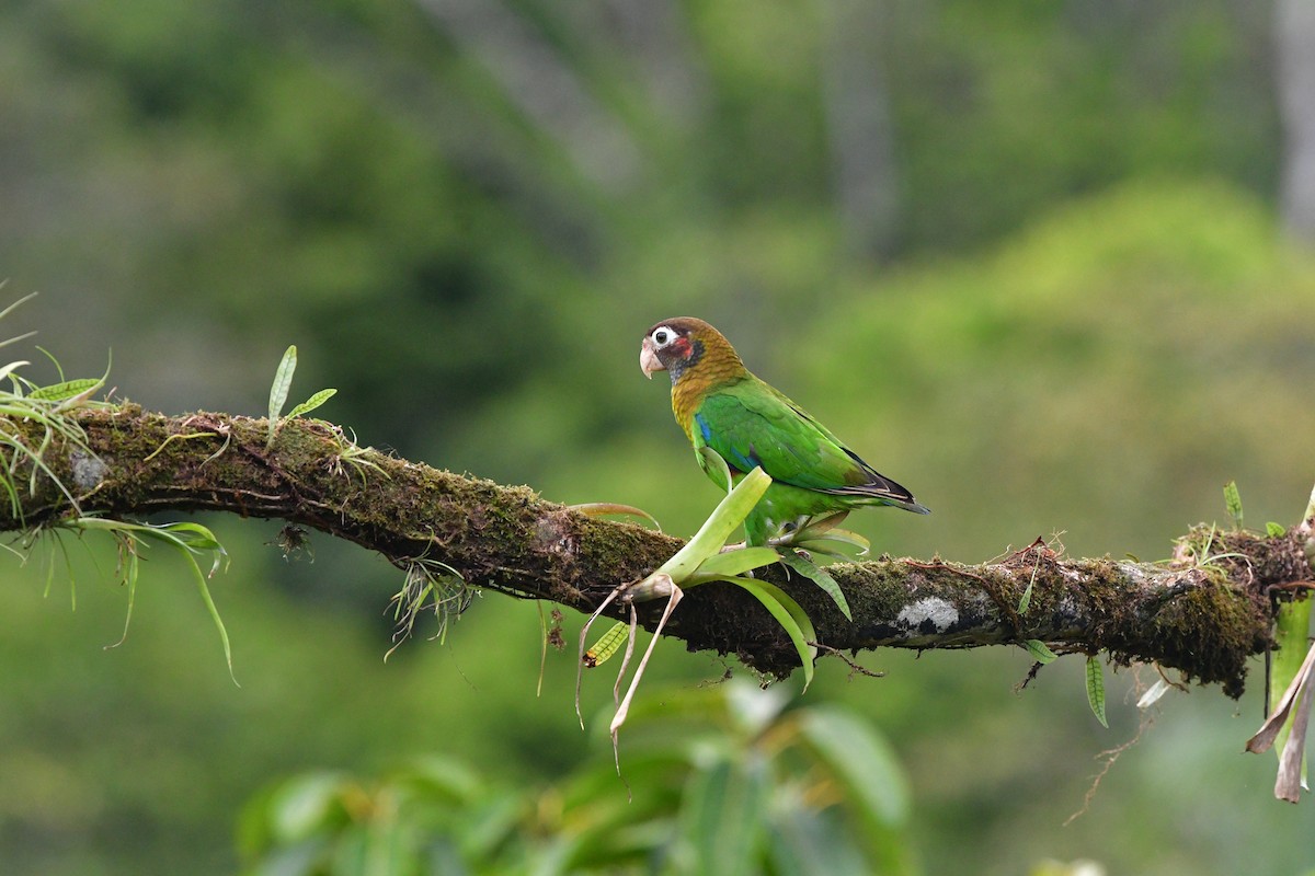 アカミミインコ - ML638828990