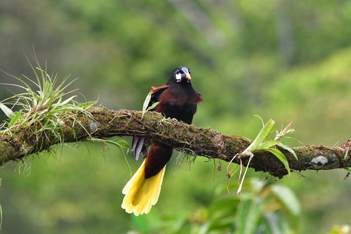 Montezuma Oropendola - ML638829034