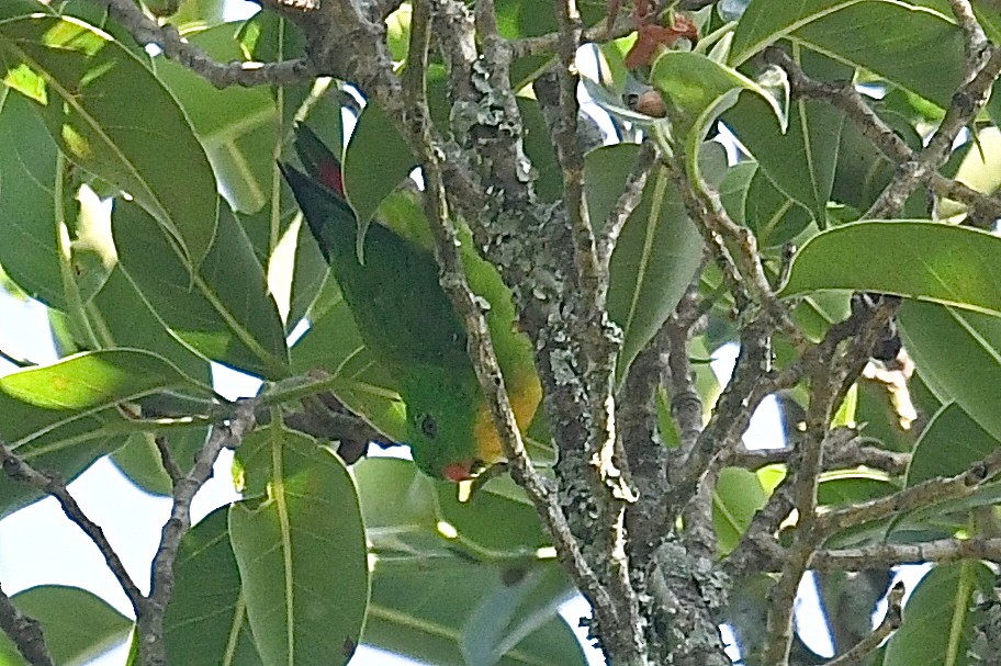 Yellow-throated Hanging-Parrot - ML638829037