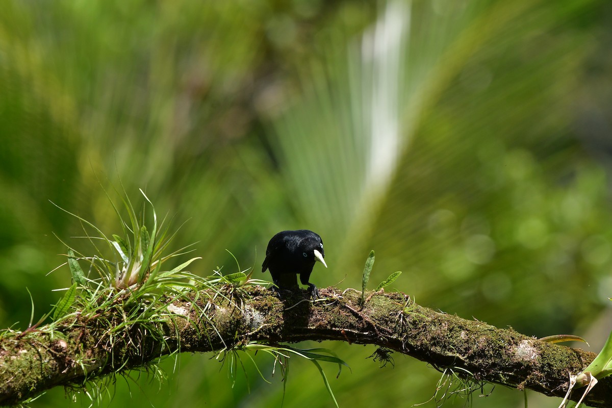 Scarlet-rumped Cacique - ML638829038