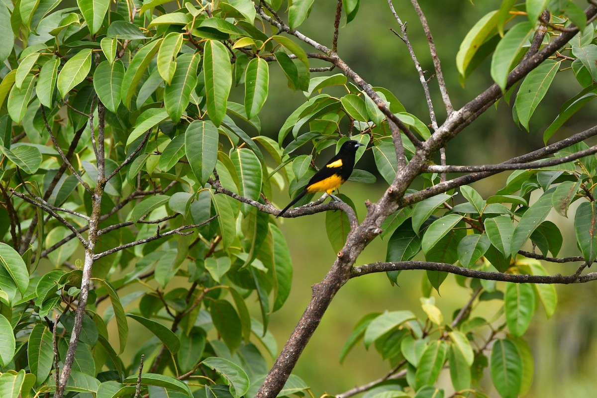 Black-cowled Oriole - ML638829047