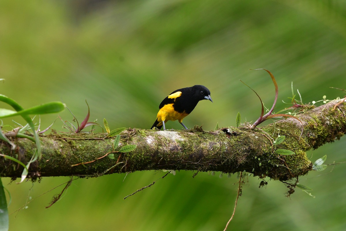 Black-cowled Oriole - ML638829048
