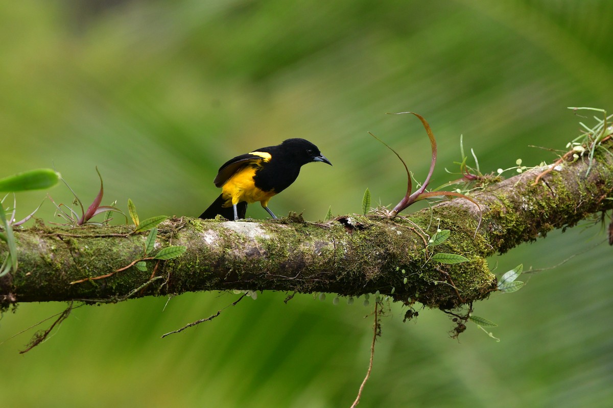 Black-cowled Oriole - ML638829049