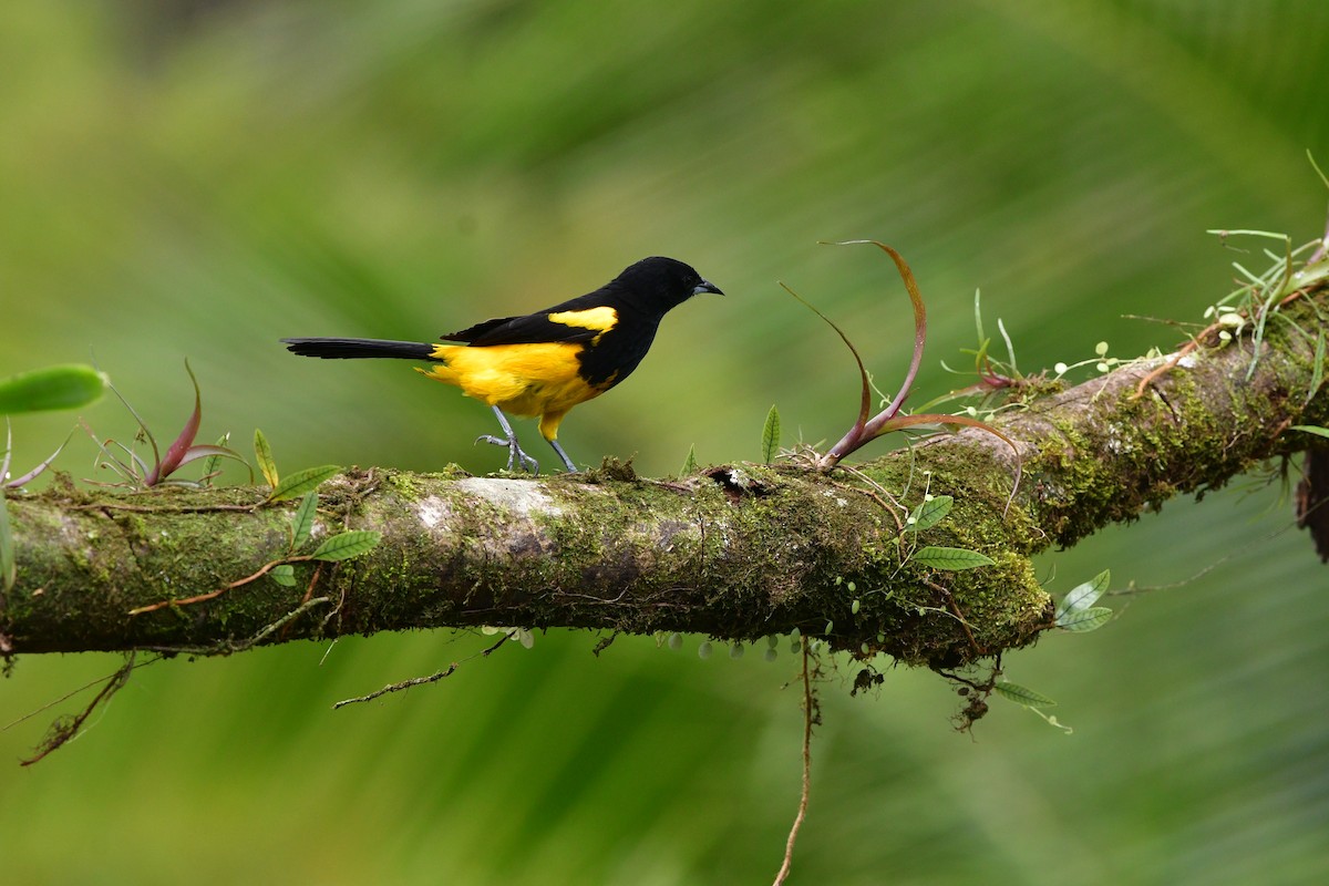 Black-cowled Oriole - ML638829050