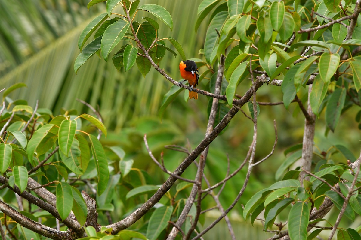 Baltimore Oriole - ML638829052
