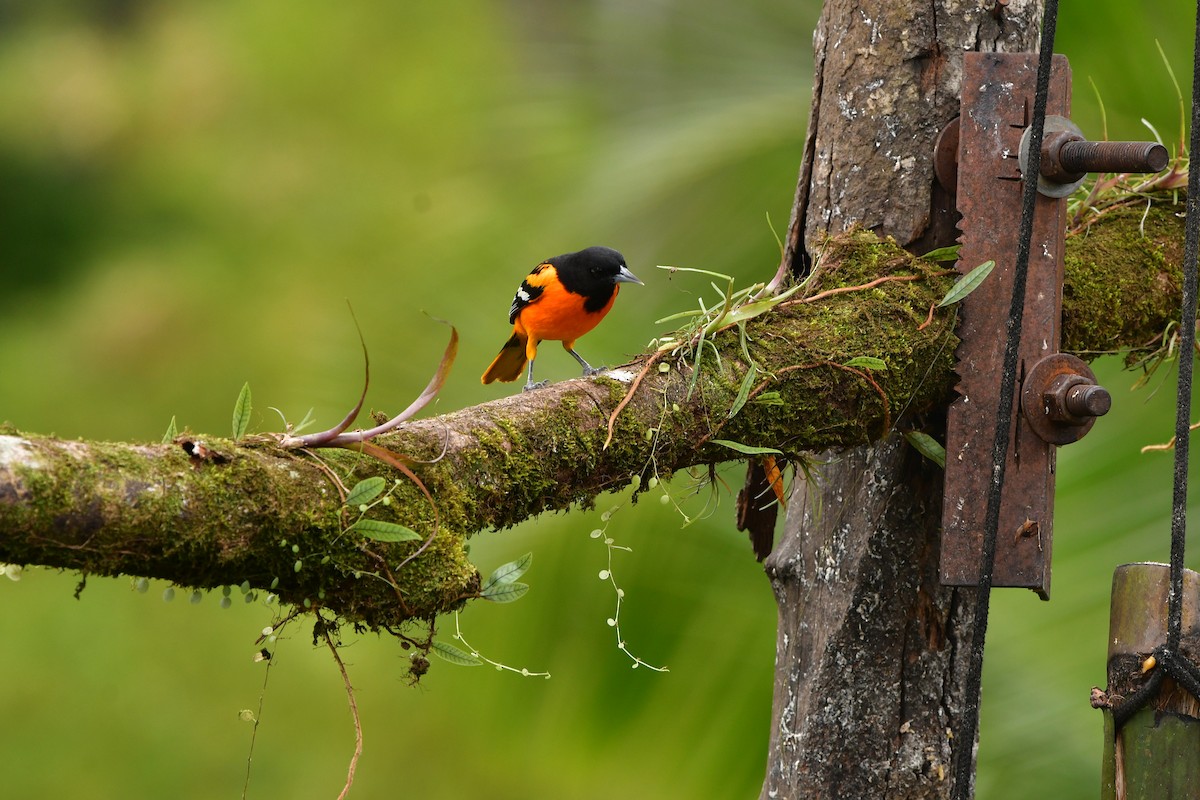 Baltimore Oriole - ML638829053