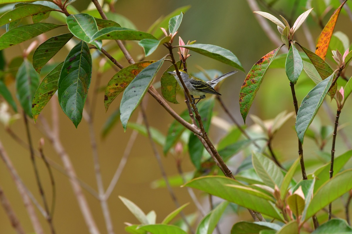 Chestnut-sided Warbler - ML638829057